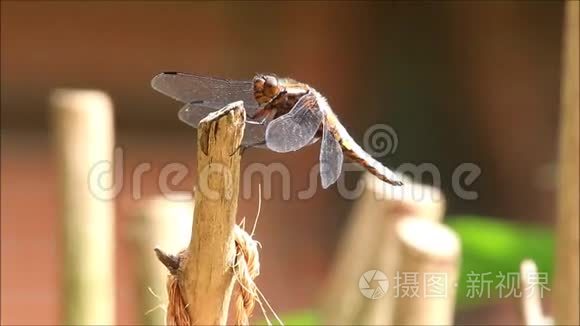 蜻蜓在树枝上休息视频