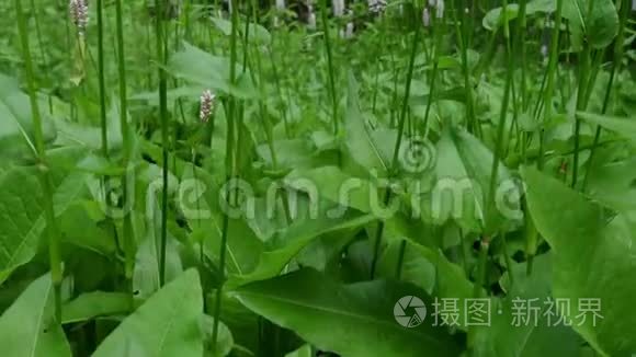 美丽的白色粉红色夏季花视频