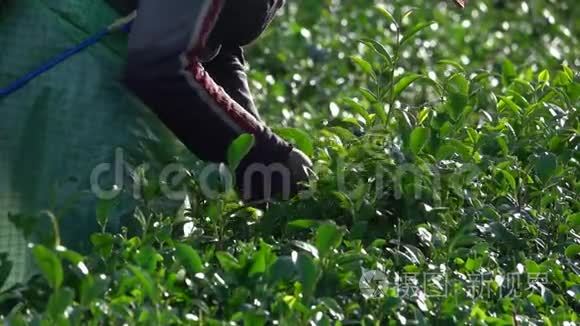 新鲜的绿茶叶和花蕾视频