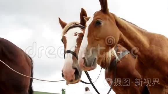 骚扰的马留在户外嗅空气视频