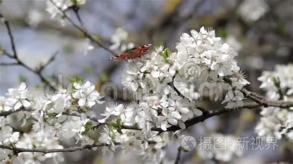 蝴蝶在盛开的李子上视频