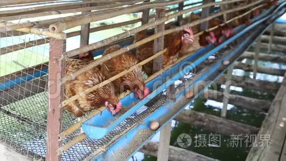母鸡和鸡蛋在农场吃食物视频