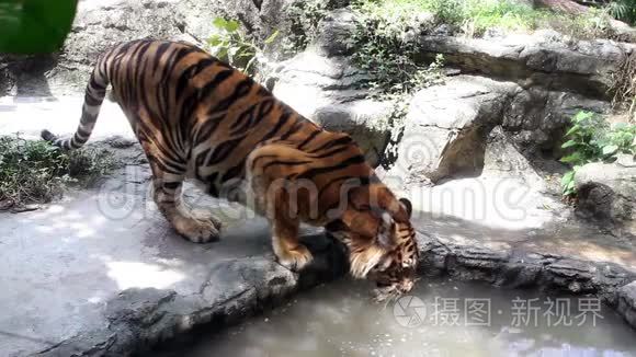 老虎喝水