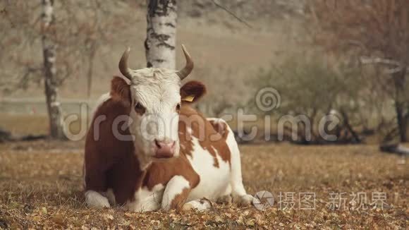 放牧牛：有红色斑点的牛懒洋洋地躺在地上..