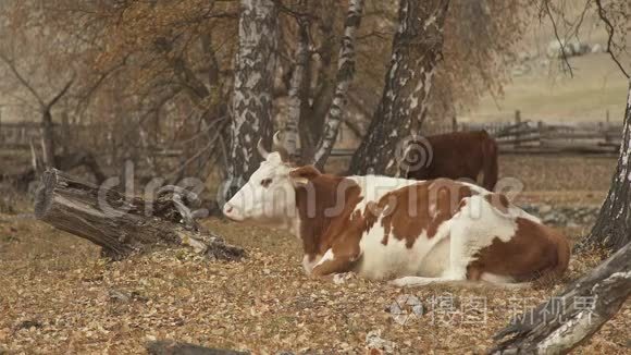 红白相间的牛躺在秋黄的叶子上，环顾四周。