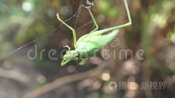 蜘蛛网里的蚱蜢视频