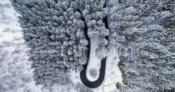 头顶鸟瞰簪弯转弯路中山雪覆冬林.. 白色松树树林。 白雪公主