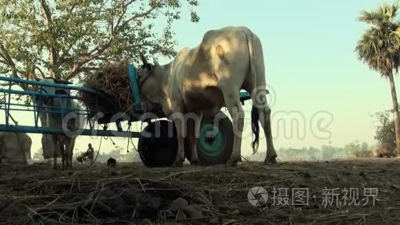 奶牛在农田里的干草堆旁吃干草视频