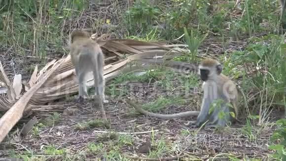 Vervet猴子部队在地面觅食