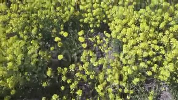 黄菜花甘蓝型油菜田间地头视频