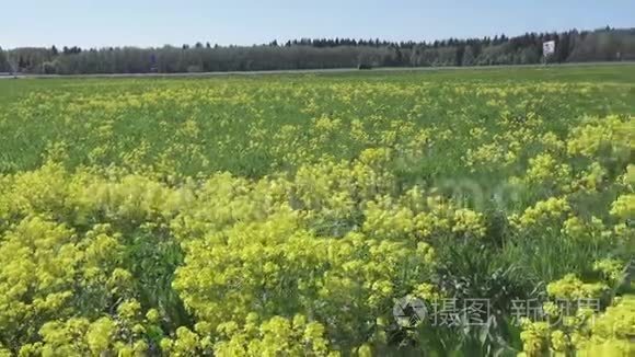 黄菜花甘蓝型油菜田间地头视频