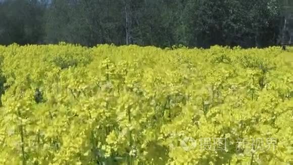 黄菜花甘蓝型油菜田间地头视频