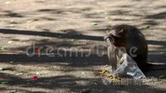 猴子在地面咬食物被撕塑料袋视频