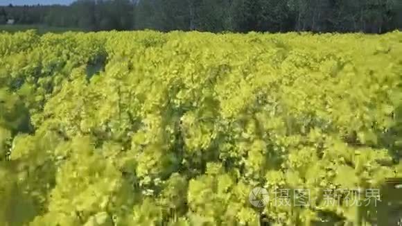 黄菜花甘蓝型油菜田间地头视频