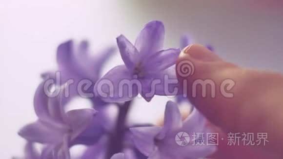 花紫风信子特写，美丽的房子，植物，室内自然