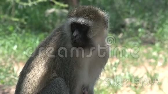 兽医猴子觅食昆虫