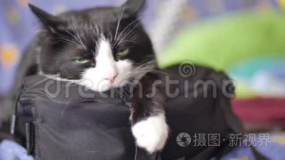 黑白猫躺在袋子上盯着
