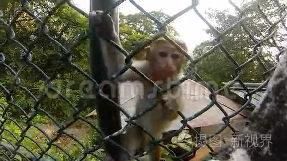 小猴子宝宝爬上格视频