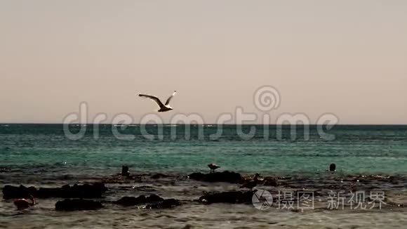 海鸥在天空中飞翔视频