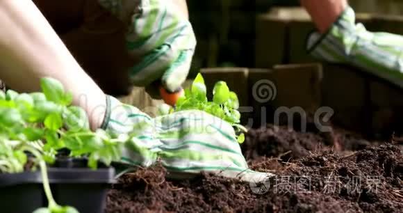 夫妇在土壤中种植树苗视频