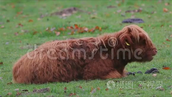 高地牛坐在草地上咀嚼视频