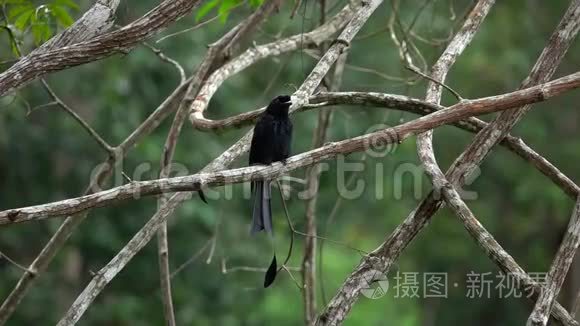 坐在树枝上的黑毛鸟视频