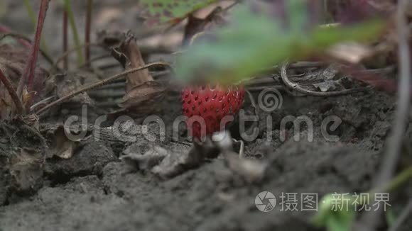 新鲜的红草莓