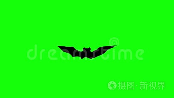 飞行蝙蝠在电脑上的图形动画。 绿色屏幕