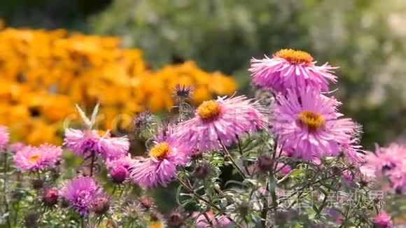 蝴蝶飞过粉红色的花园花视频