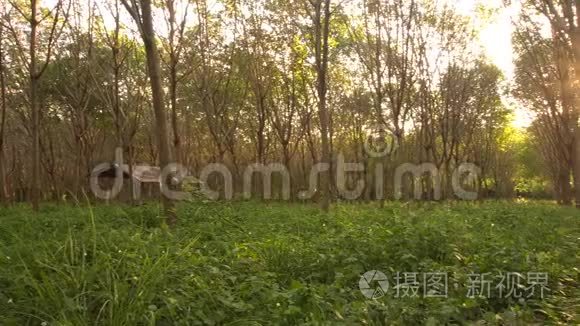 橡胶树植被带日照全景图视频