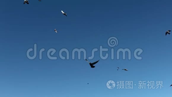 一群鸽子。一群鸟在天空中飞翔。
