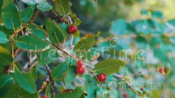 夏天，红色的野生森林浆果生长在灌木丛中，在风中摇摆