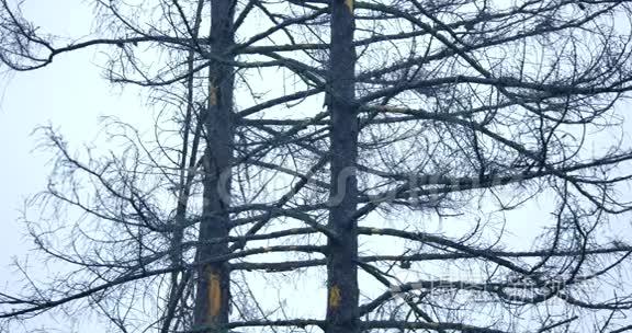 灰色天空背景上的树枝视频