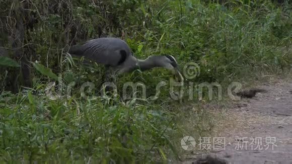 大蓝鹭吞下一条蛇视频