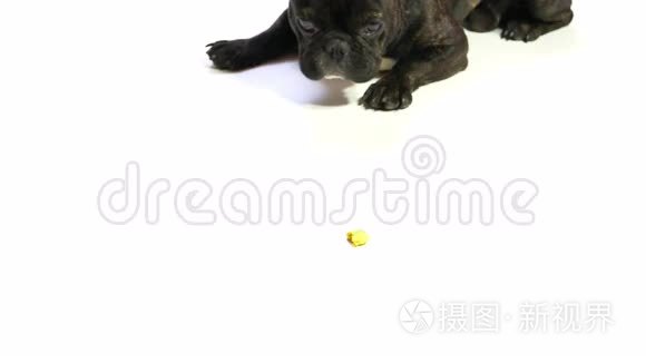 斗牛犬会品尝美味