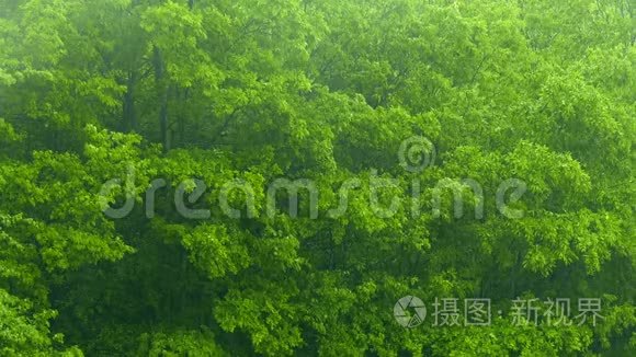 在大自然美丽的绿色植物上降雨视频