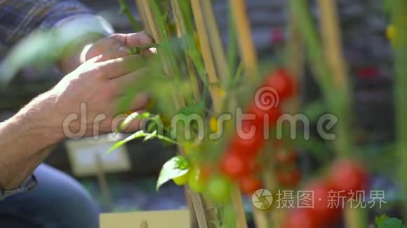 有机西红柿有机西红柿种植质量检测。 番茄收获