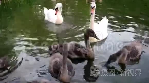 带着小鸡在湖里游泳的天鹅潜水觅食白灰鸟。 一个哑巴天鹅妈妈（天鹅），可爱