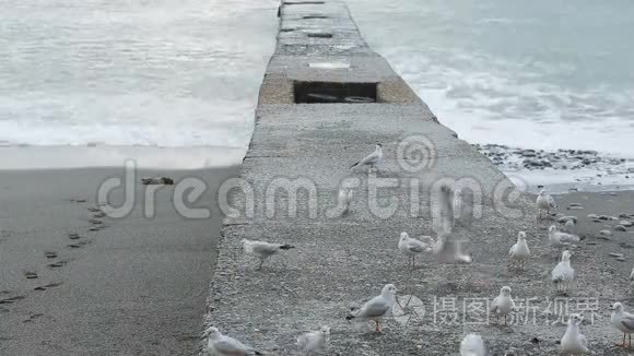 暴风雨时码头上的海鸥。 海浪