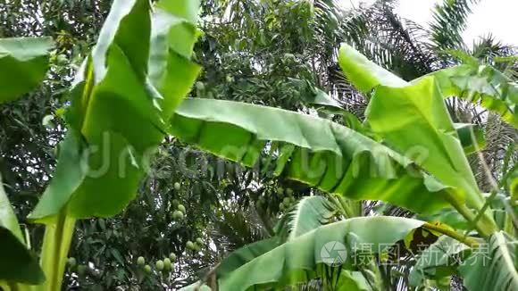 芒果树前面的香蕉树叶子视频