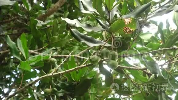 挂在树上的澳洲坚果视频