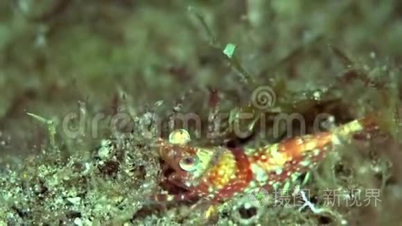 扎鲁海沙面上的带条铰链的虾视频