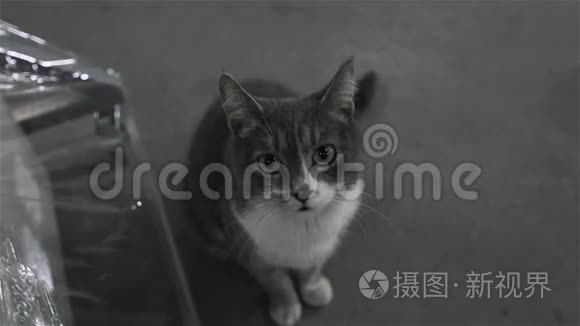 肮脏的街头猫坐在工厂里关门视频