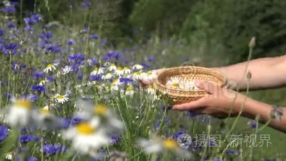 女性草药师手在田里的矢车菊之间采摘雏菊。 4K