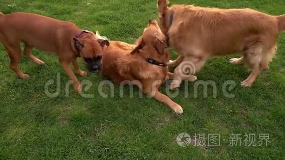 宠物动物狗在公园草地上玩耍视频
