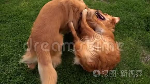 宠物动物狗在公园草地上玩耍视频