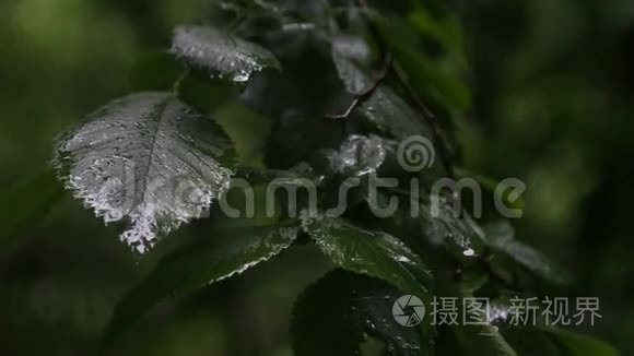 雨水滴在树叶上视频