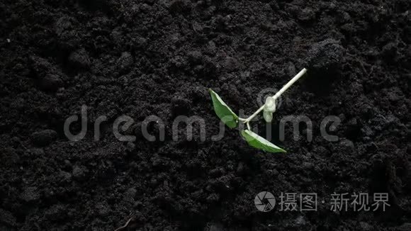 用手浇水种植土壤视频