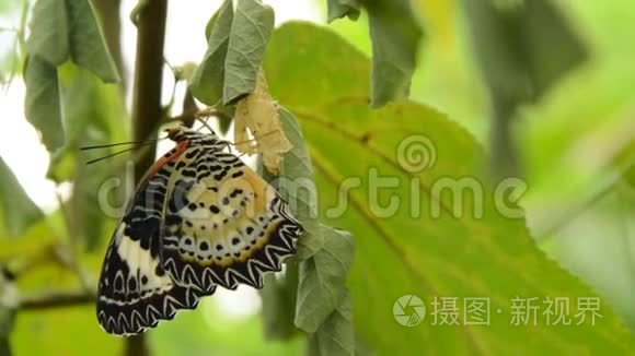 蝴蝶从茧中蜕变，准备在花园的树枝上飞翔