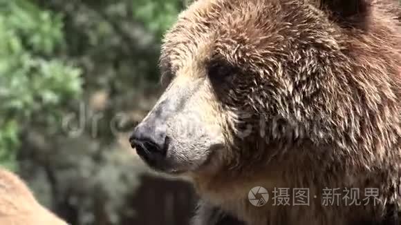 大棕熊野生动物视频